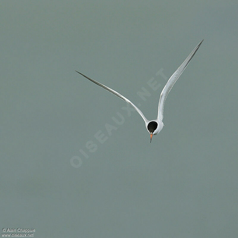 Sterne pierregarinadulte nuptial, identification, Vol, Comportement