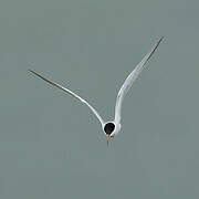 Common Tern