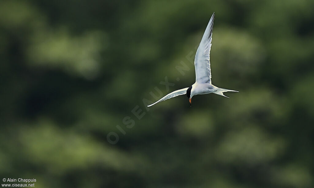 Common Ternadult, identification, Flight, feeding habits