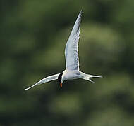 Common Tern