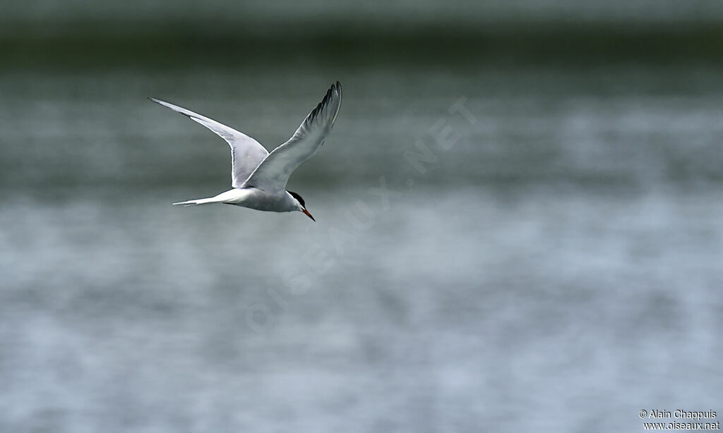 Common Ternadult, identification, Flight, feeding habits