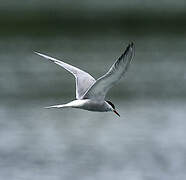 Common Tern