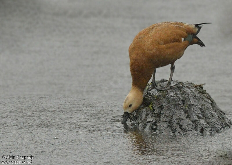 Ruddy Shelduck female adult, identification, Behaviour