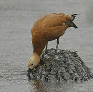 Ruddy Shelduck