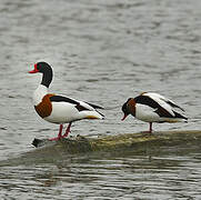 Common Shelduck