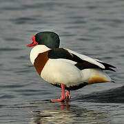 Common Shelduck