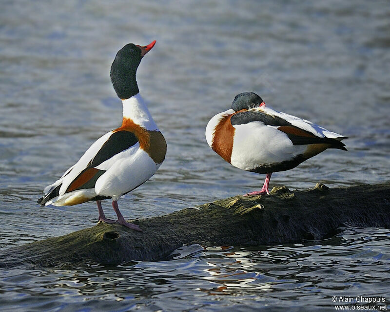 Common Shelduck adult breeding, identification, Behaviour