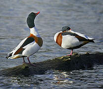 Common Shelduck