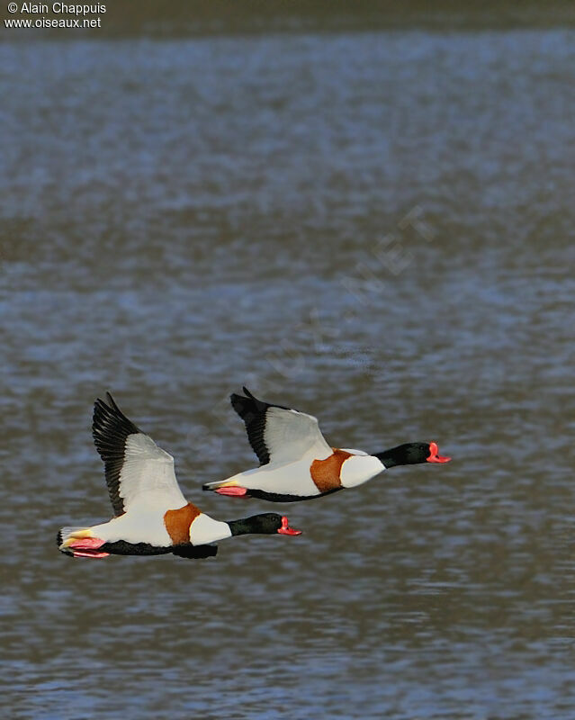 Common Shelduck adult, identification, Flight, Behaviour