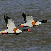 Common Shelduck