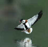 Common Shelduck