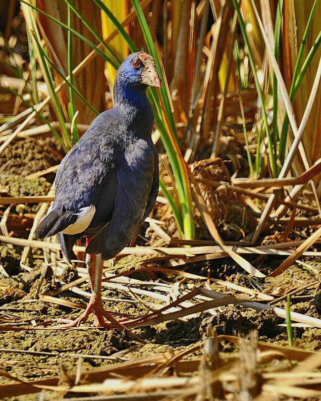 Western Swamphenadult, identification, Behaviour