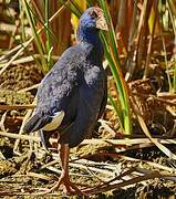 Western Swamphen