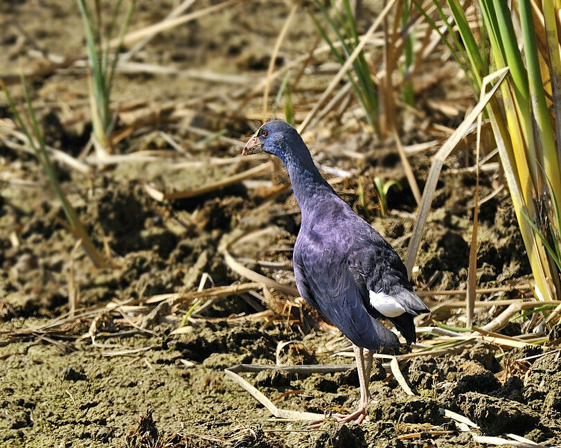 Western Swamphen