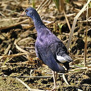 Western Swamphen