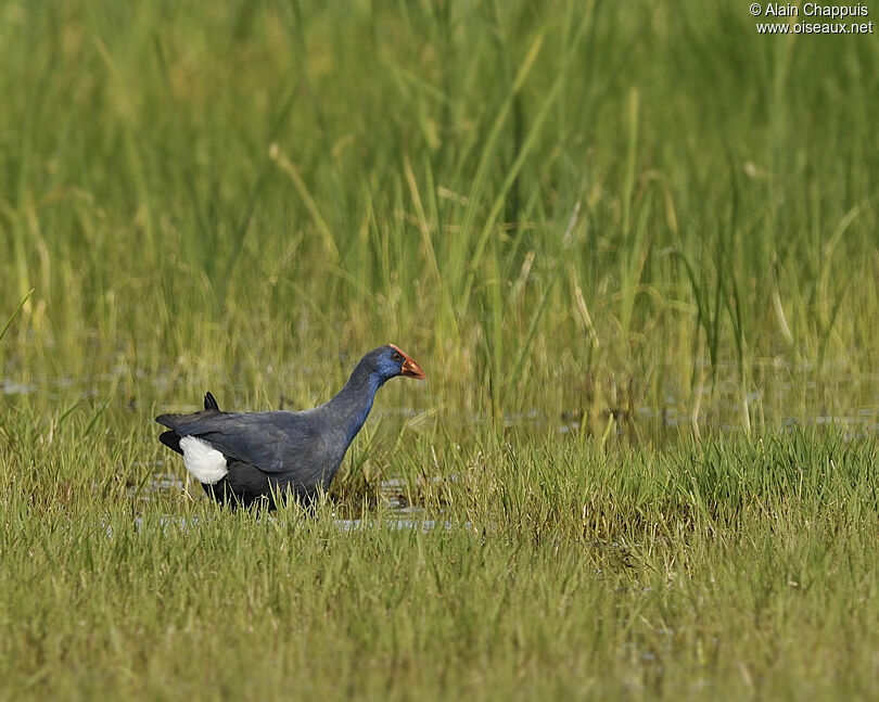 Western Swamphenadult breeding, identification, Behaviour