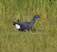 Western Swamphen