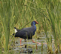 Western Swamphen