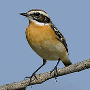 Whinchat