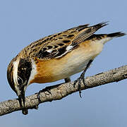 Whinchat