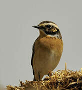 Whinchat