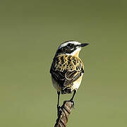 Whinchat