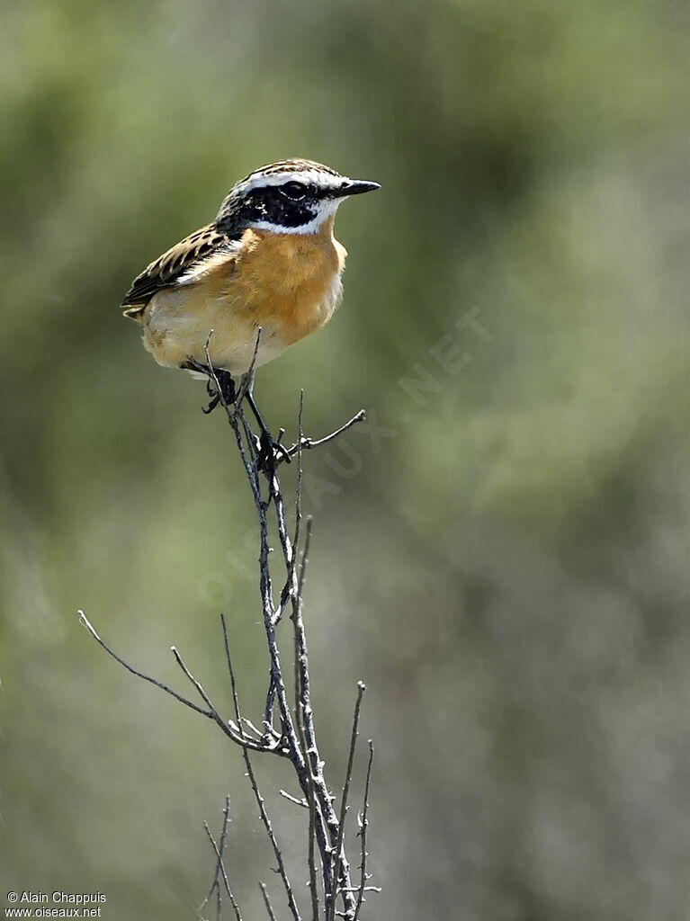 Whinchatadult, identification, close-up portrait