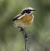 Whinchat