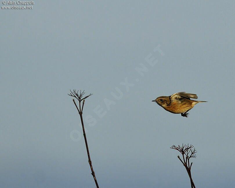 European Stonechat female adult, Flight