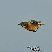 European Stonechat