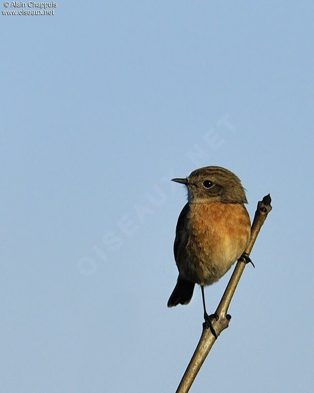 European Stonechat female adult, identification, Behaviour