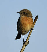 European Stonechat