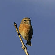 European Stonechat