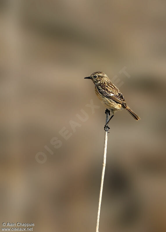 European Stonechat female adult, identification