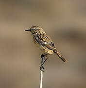 European Stonechat