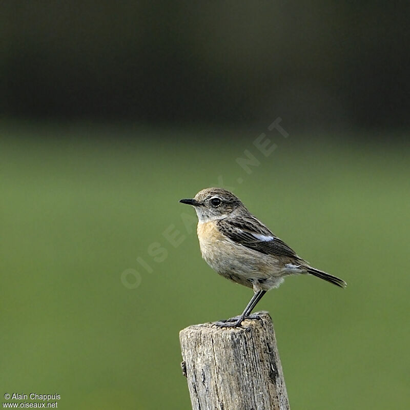 European Stonechat female adult breeding, identification, Behaviour