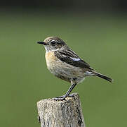 European Stonechat