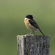 European Stonechat