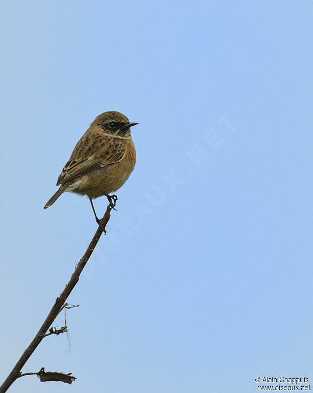 European Stonechat male, Behaviour