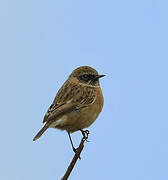 European Stonechat