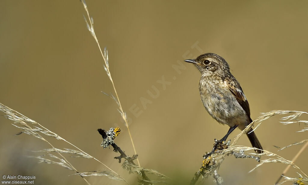 European StonechatFirst year, identification, walking