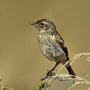 European Stonechat