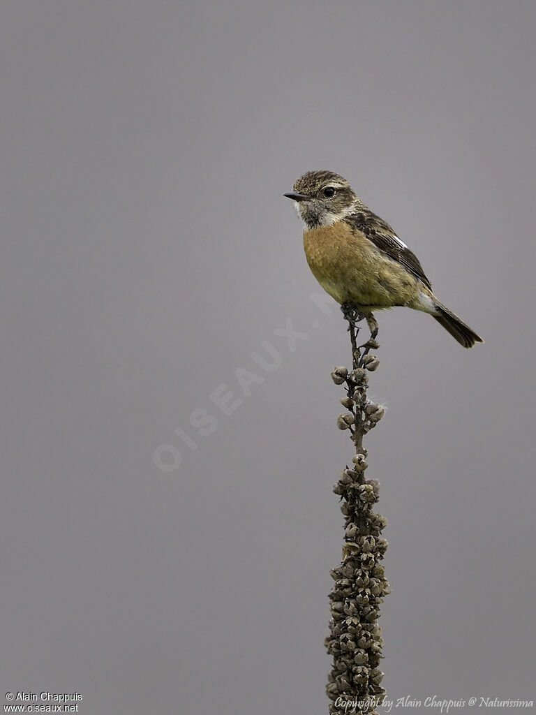 European Stonechat female adult, identification, close-up portrait