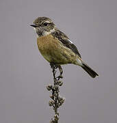 European Stonechat