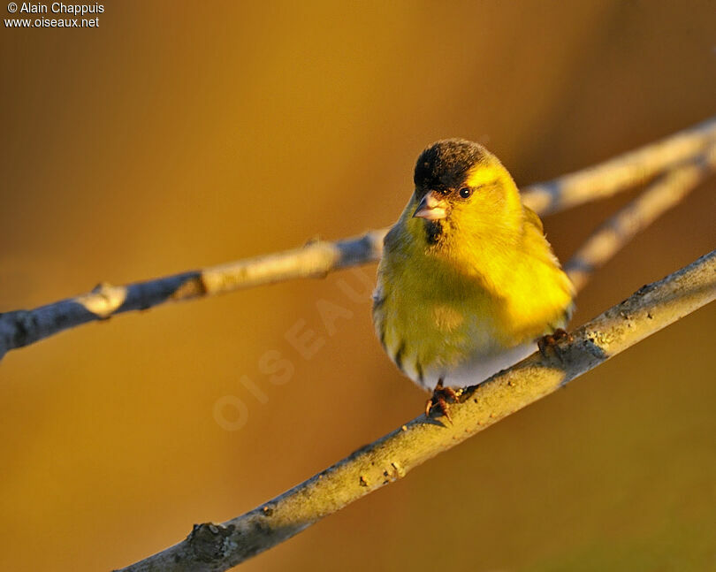 Eurasian Siskin male adult post breeding, identification, Behaviour