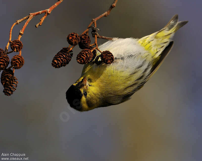 Eurasian Siskin male adult, habitat, Behaviour