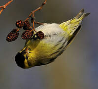 Eurasian Siskin