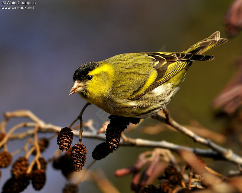 Eurasian Siskin male adult, identification, feeding habits, Behaviour