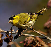 Eurasian Siskin