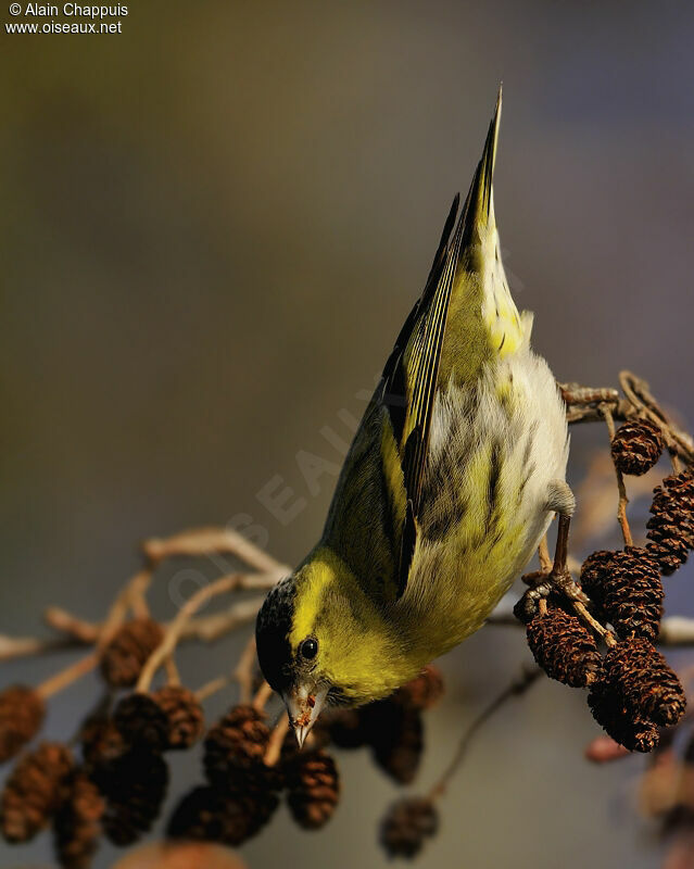 Eurasian Siskin male adult, identification, feeding habits, Behaviour